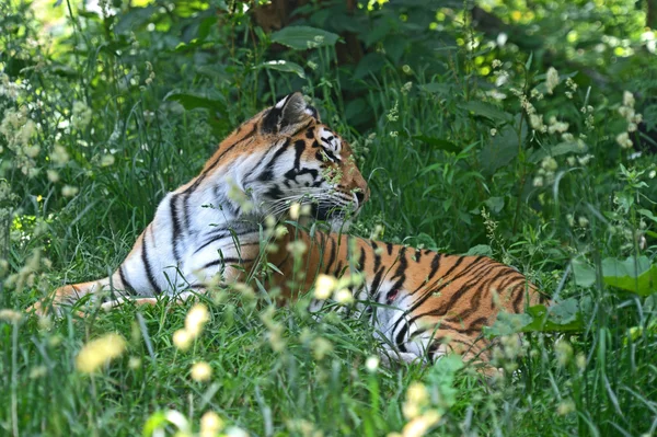 Sibirischer Tiger — Stockfoto