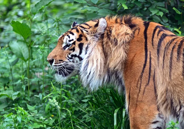 Tygrys syberyjski — Zdjęcie stockowe