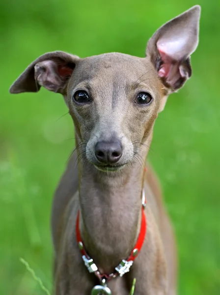 Small Italian greyhound — Stock Photo, Image