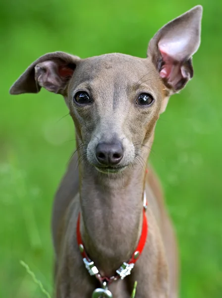 Pequeño galgo italiano —  Fotos de Stock