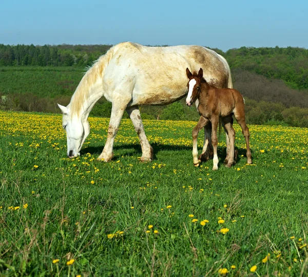 Häst — Stockfoto