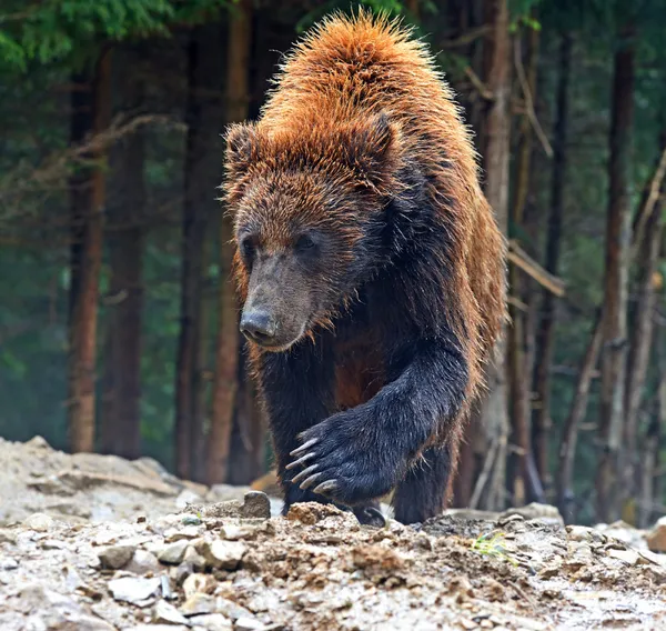 Les ours bruns dans les Carpates . — Photo