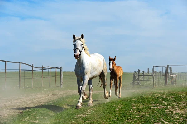 Caballo — Foto de Stock