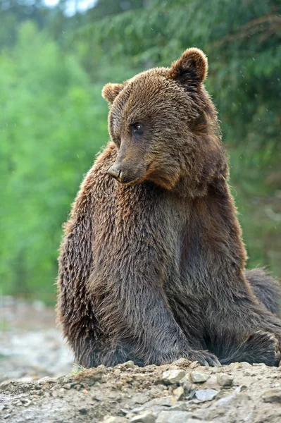 Braunbären in den Karpaten. — Stockfoto
