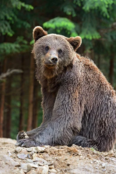 Les ours bruns dans les Carpates . — Photo