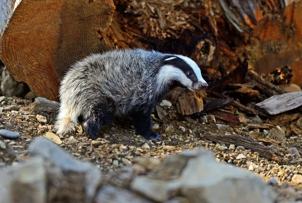 Badger — Stock Photo, Image