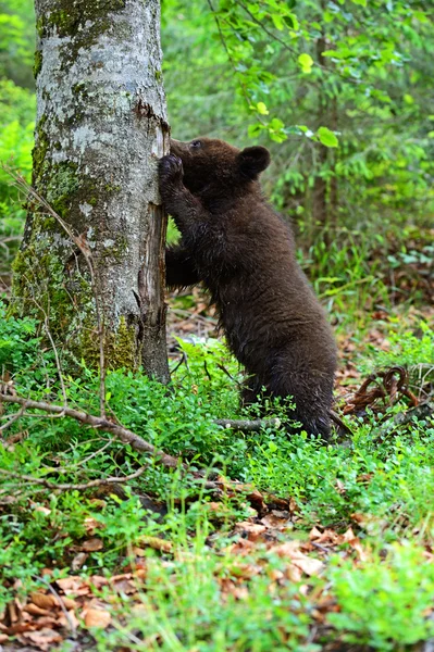 Pequeño oso. —  Fotos de Stock