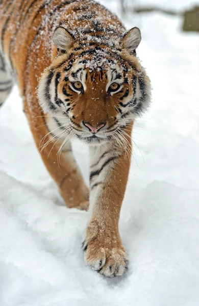 Tigre siberiano — Fotografia de Stock