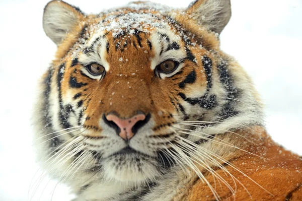 Siberian tiger — Stock Photo, Image