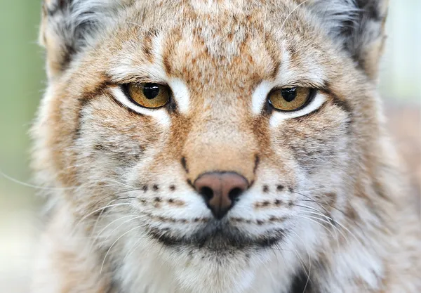 Portret van een lynx — Stockfoto