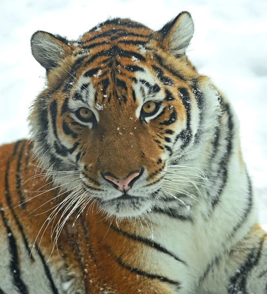 Siberian tiger — Stock Photo, Image