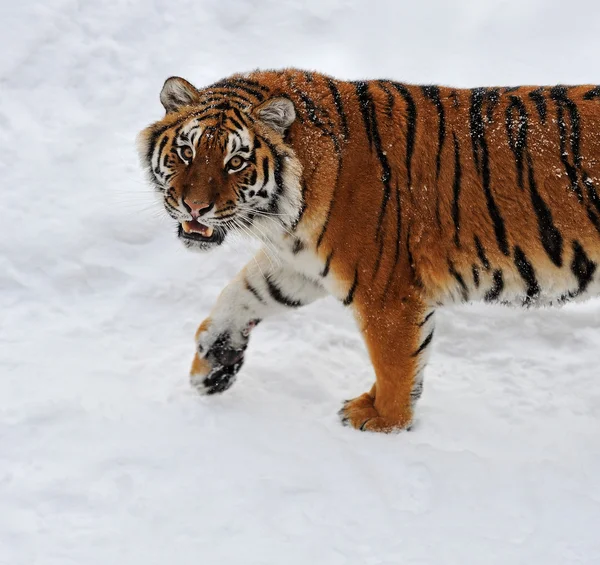 Sibirischer Tiger — Stockfoto