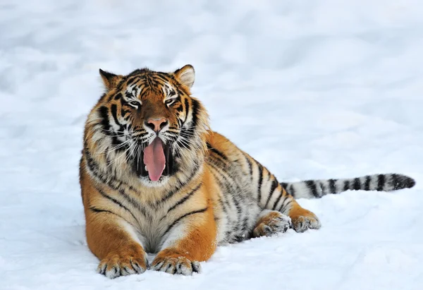 Sibirisk tiger — Stockfoto