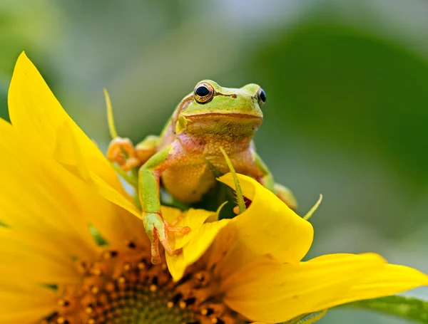 Portrait of a tree frog — Stock Photo, Image