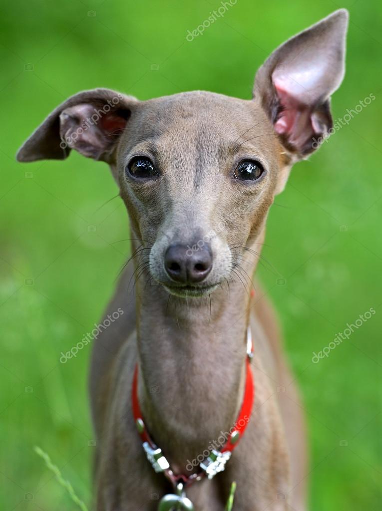Miniature italian greyhound smiling