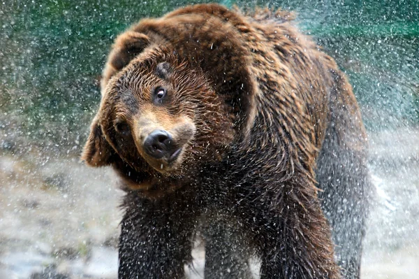 Brown bear — Stock Photo, Image