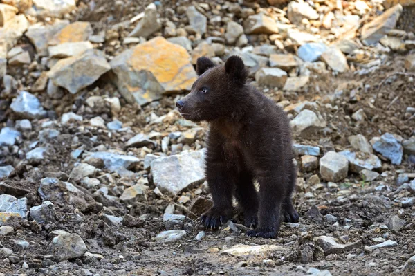 Petit Ours — Photo