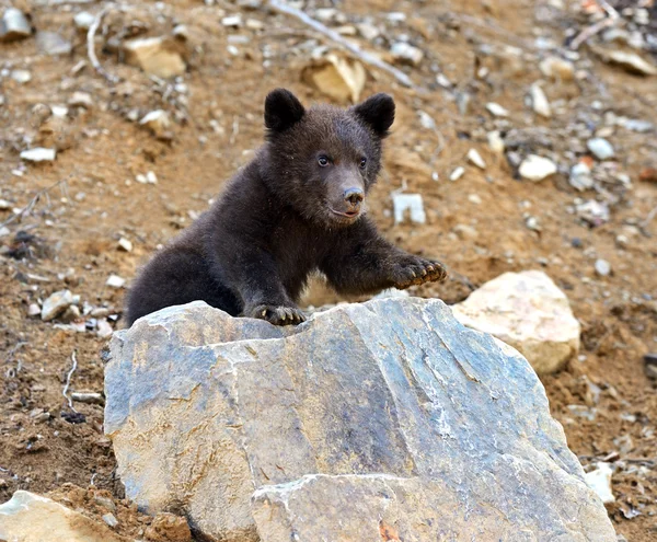 Pequeño oso. — Foto de Stock