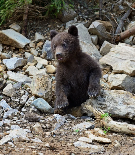 Pequeño oso. —  Fotos de Stock