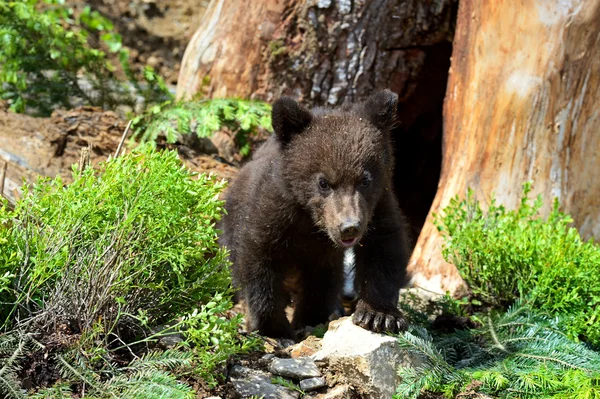 Pequeño oso. —  Fotos de Stock