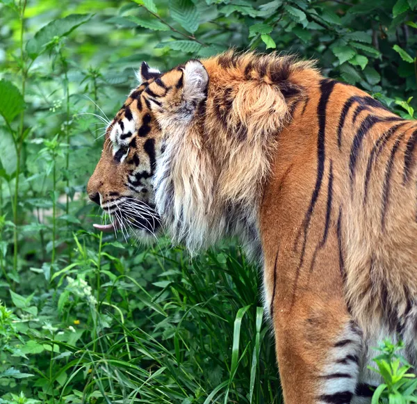 Amur tiger — Stockfoto