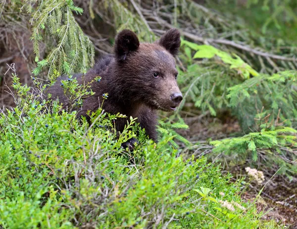 Urso-de-peluche — Fotografia de Stock