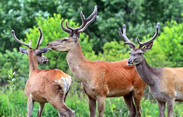Deer Altai — Stock Photo, Image