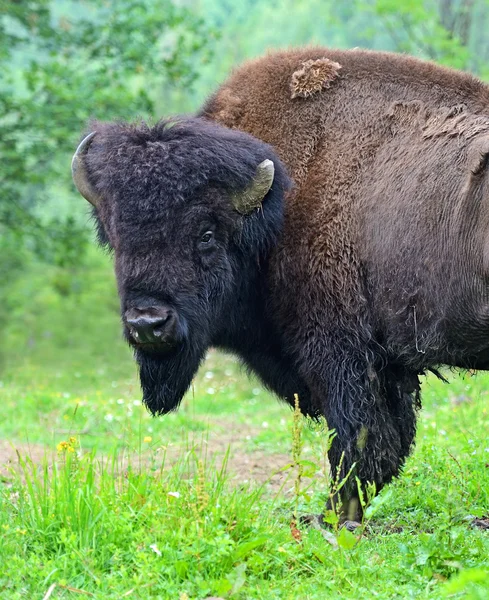 Bisonte — Foto de Stock