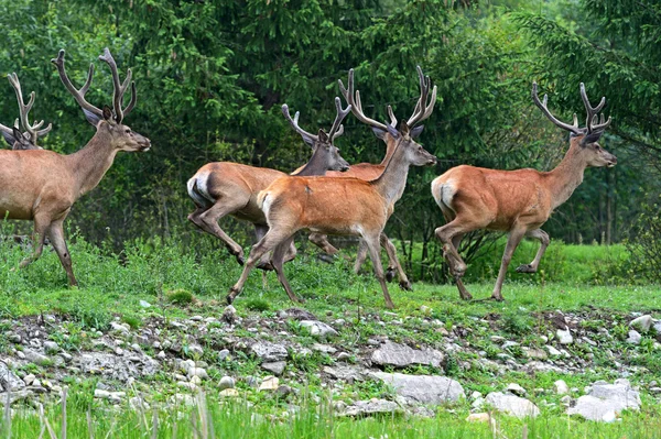 Deer Altai — Stock Photo, Image