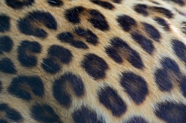 leopar