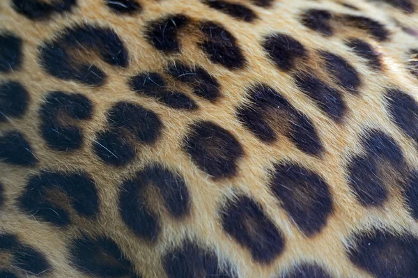 Luipaard — Stockfoto