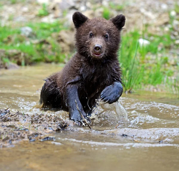 Kleiner Bär — Stockfoto