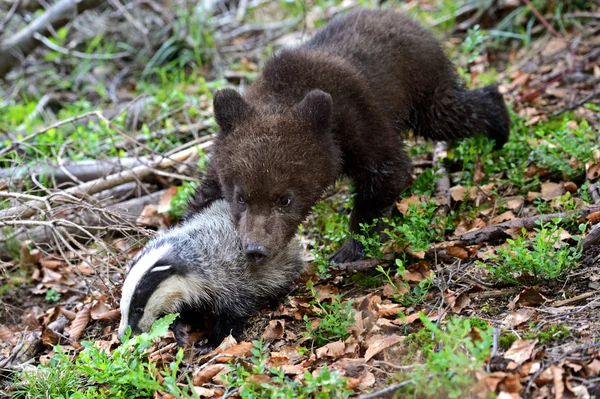 Pequeño oso. — Foto de Stock