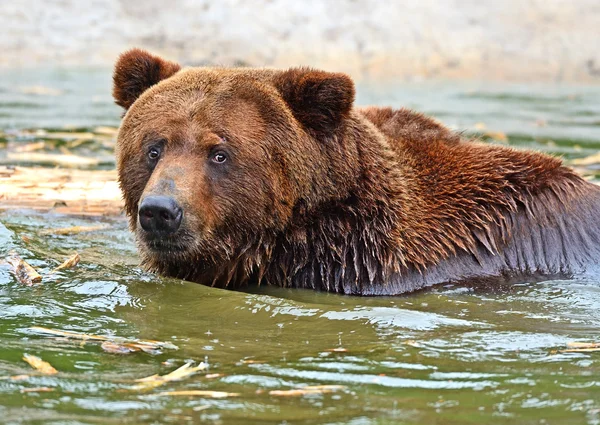 Boz ayı — Stok fotoğraf