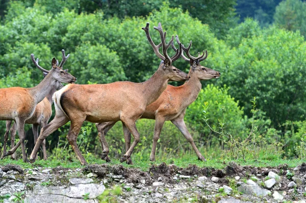 Altay geyik — Stok fotoğraf