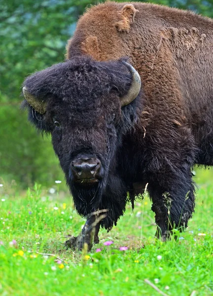 Bison — Stockfoto