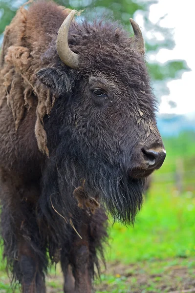 Bison... — Fotografia de Stock