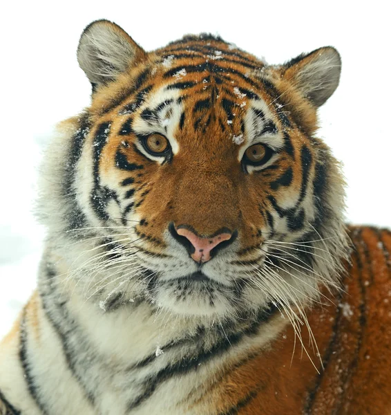 Siberian tiger — Stock Photo, Image