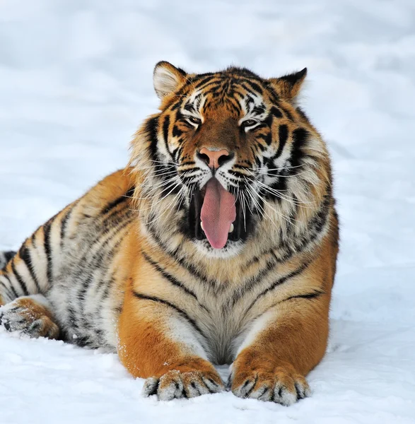 Sibirischer Tiger — Stockfoto