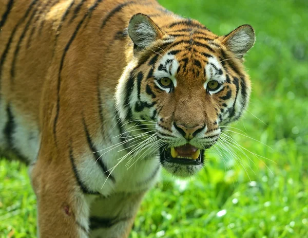 Sibirisk tiger — Stockfoto