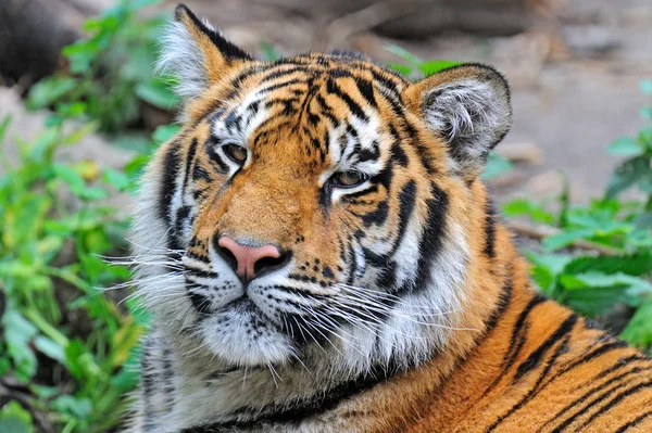 Tigre siberiana — Foto Stock