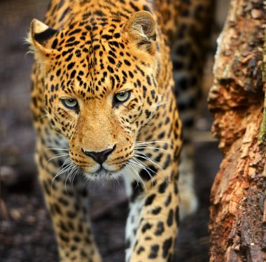 Bir leoparın portresi