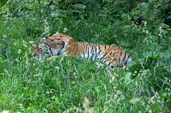 Portret van een tijger — Stockfoto