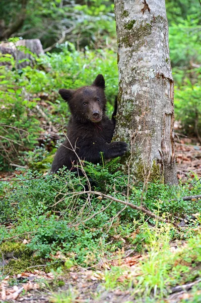 Urso castanho — Fotografia de Stock