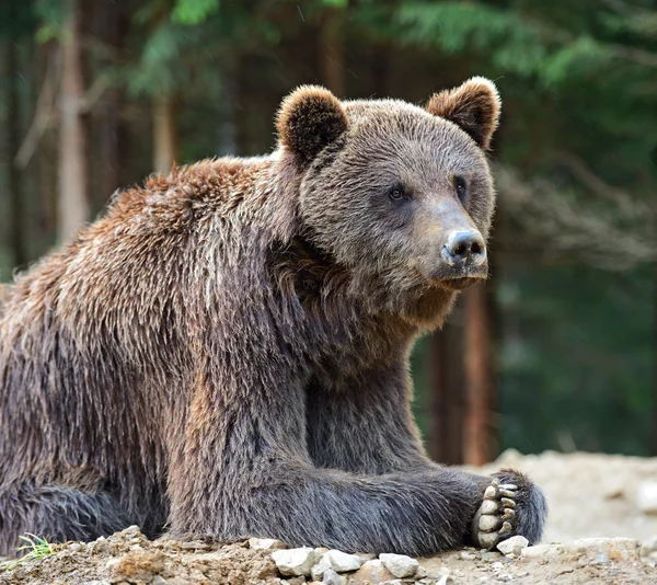 Ursos castanhos nos Cárpatos . — Fotografia de Stock