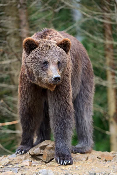 Les ours bruns dans les Carpates . — Photo