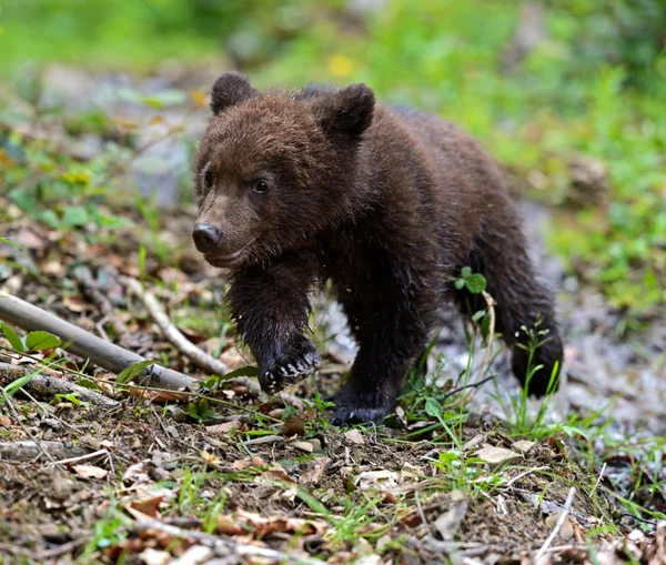 Kleiner Bär — Stockfoto