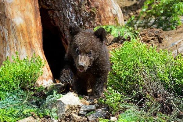 Kleiner Bär — Stockfoto