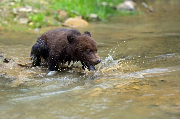 Pequeño oso. —  Fotos de Stock