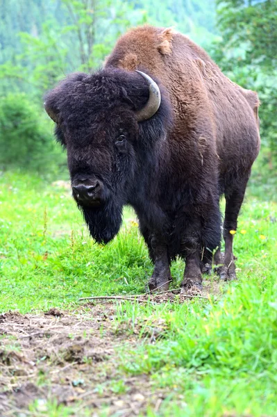 Bison Ordförande — Stockfoto